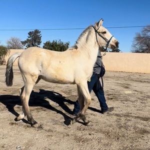 Meet your Posher, Abel